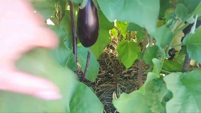 5 августа Лен область урожай лука и помидор 🧅🍅🧄🏡🧚♀️#урожай#моядача#томаты#чеснок#лук смотреть онлайн