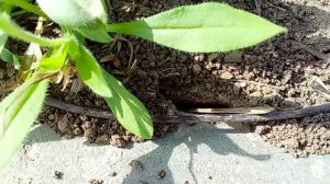 Упорный муравей.