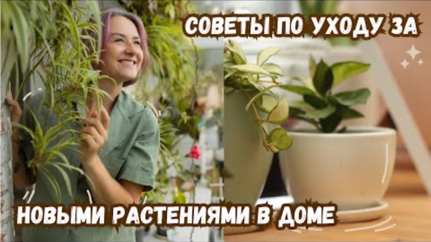 Советы по уходу за новыми растениями в доме / Причины стресса растений /
Профилактика болезней