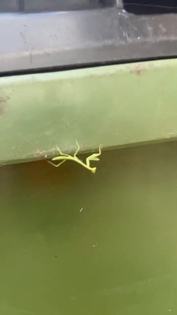 Small Praying Mantis: for now. смотреть онлайн