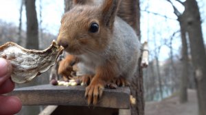 Белка ест грибы