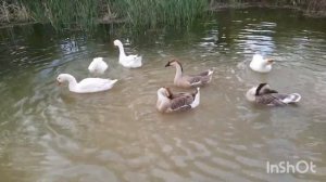 Содержание гусей осенью. Село Пацана