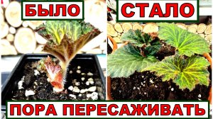 Выбрала супер новый, первый грунт с осмокотом на 5-6 месяцев для бегоний