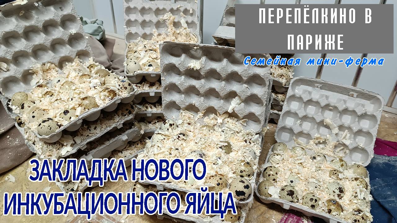 ЗАКЛАДКА ИНКУБАЦИОННЫХ ЯИЦ В ИНКУБАТОР НОВАЯ ПАРТИЯ НЕМЦЕВ 2025 смотреть онлайн