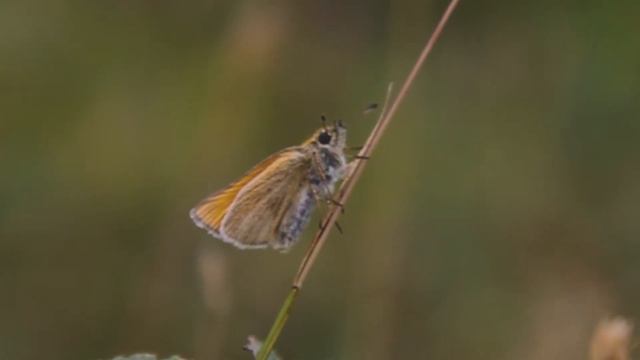 The Essex Skipper butterfly смотреть онлайн