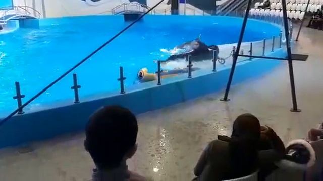 В дельфинарии смотреть онлайн