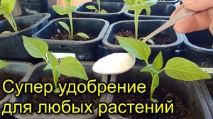 СУПЕР УДОБРЕНИЕ. Рассада не ВЫТЯГИВАЕТСЯ и не БОЛЕЕТ. ЛУЧШИЕ УДОБРЕНИЯ для любых растений.