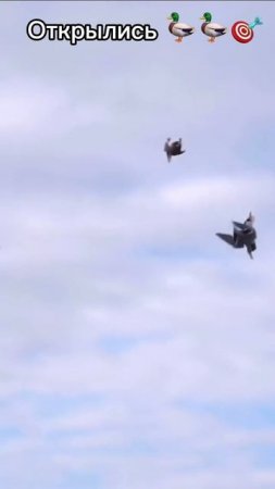 Открылись 🦆🦆🎯