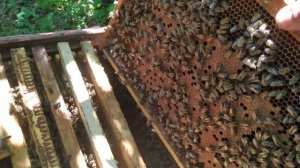 Работа матки карники тройзек 1075