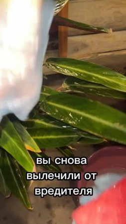 #фитодизайн #озеленение #комнатныерастения
