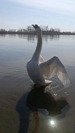 лебедь здоровается