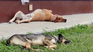 Фила Бразилейро