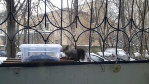 Белка на балконе