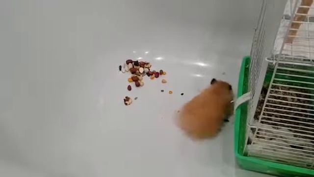 Хомяк Хомка с полными щеками. 3 часа ночи.