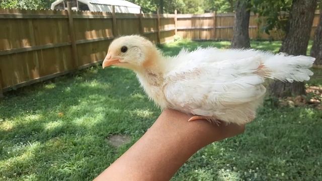 Smart chick #Shorts смотреть онлайн