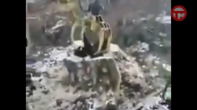 Правила охоты на косолапых планируют кардинально изменить
