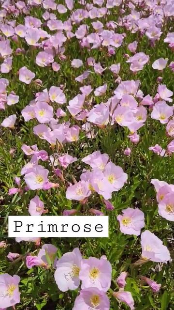 Pink evening Primrose/#shorts смотреть онлайн