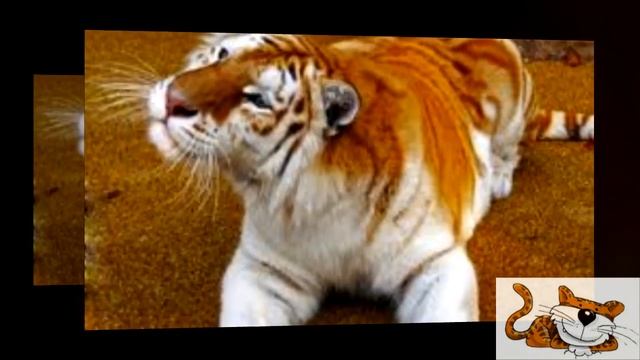Tigre