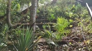 Пейзажи субтропиков || Природа юга || Южная растительность