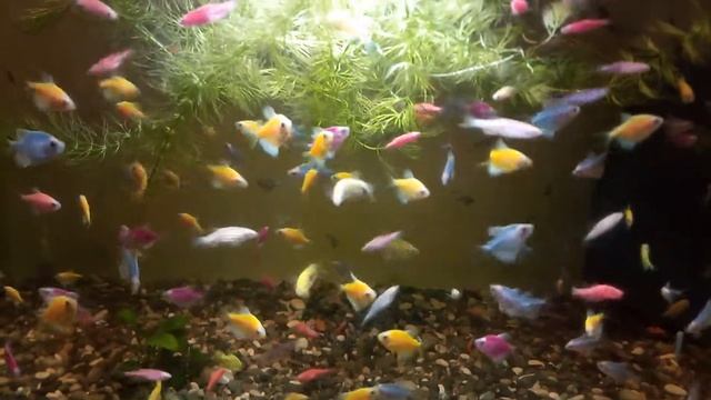 Глоуфиш смотреть онлайн