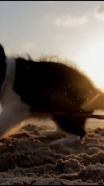 @funny animal #Cute#trending #viral #animals смотреть онлайн