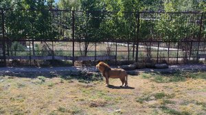 Сафари-парк «Тайган»