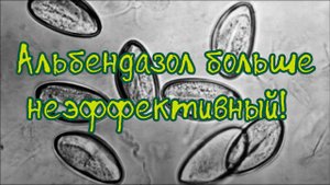Энтеробиоз (острицы) неизлечим | Альбендазол неэффективный