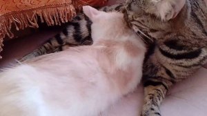 ❤Зализала и залюбила Муся Симу❤