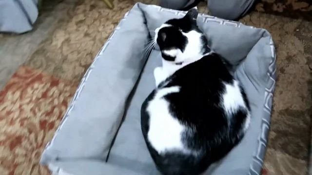 WE GOT A DOG! ( Valentine's Day Vlog ) + Our Cat's Reaction | Lily Ann смотреть онлайн