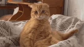 Классное видео о рыжем коте-102 выпуск.