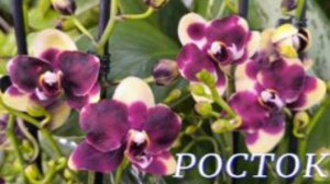 №1052/ СВЕЖАЯ поставка СОРТОВЫХ орхидей по СЛАДКИМ ценам в с/ц РОСТОК