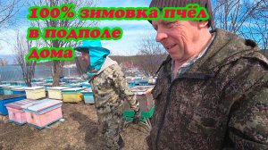 ВЫСТАВКА ПЧЕЛОСЕМЕЙ ПОСЛЕ ЗИМОВКИ НА ТОЧЁК ИЗ ПОД ПОЛА ДОМА, ЗИМОВКА 100%