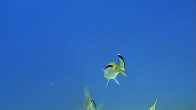 Tauchen Makadi Bay Ägypten Red See смотреть онлайн