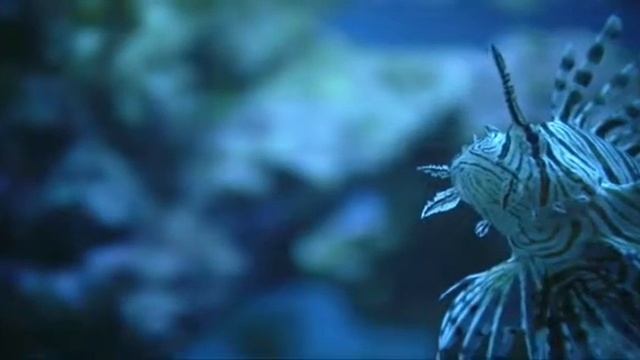 Lion fish - cá, fisch, لأسماك, 「魚」, 물고기, मछली, 魚, דגים, рыба, ปลา смотреть онлайн
