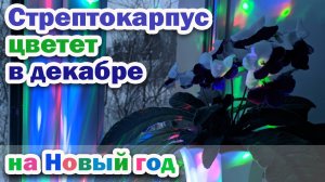 НОВОГОДНЕЕ ЦВЕТЕНИЕ стрептокарпусов В ДЕКАБРЕ 2021