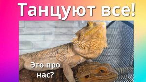 Танцующие ящерицы - удивительные животные