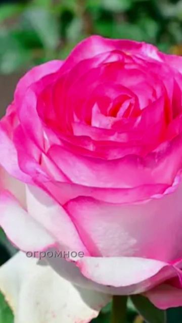 Роза - фаворит флористов 🌹😍