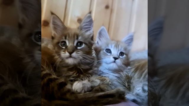 Мейн кун девочки