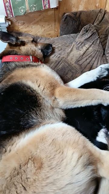 Нагулялись смотреть онлайн