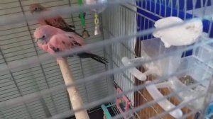 Розовобрюхие попугайчики. Повесила своей паре гнездо.