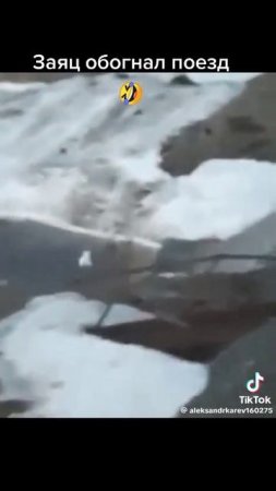 Заяц обогнал поезд