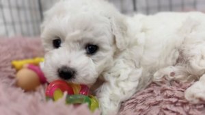 Милые щенки Бишон Фризе