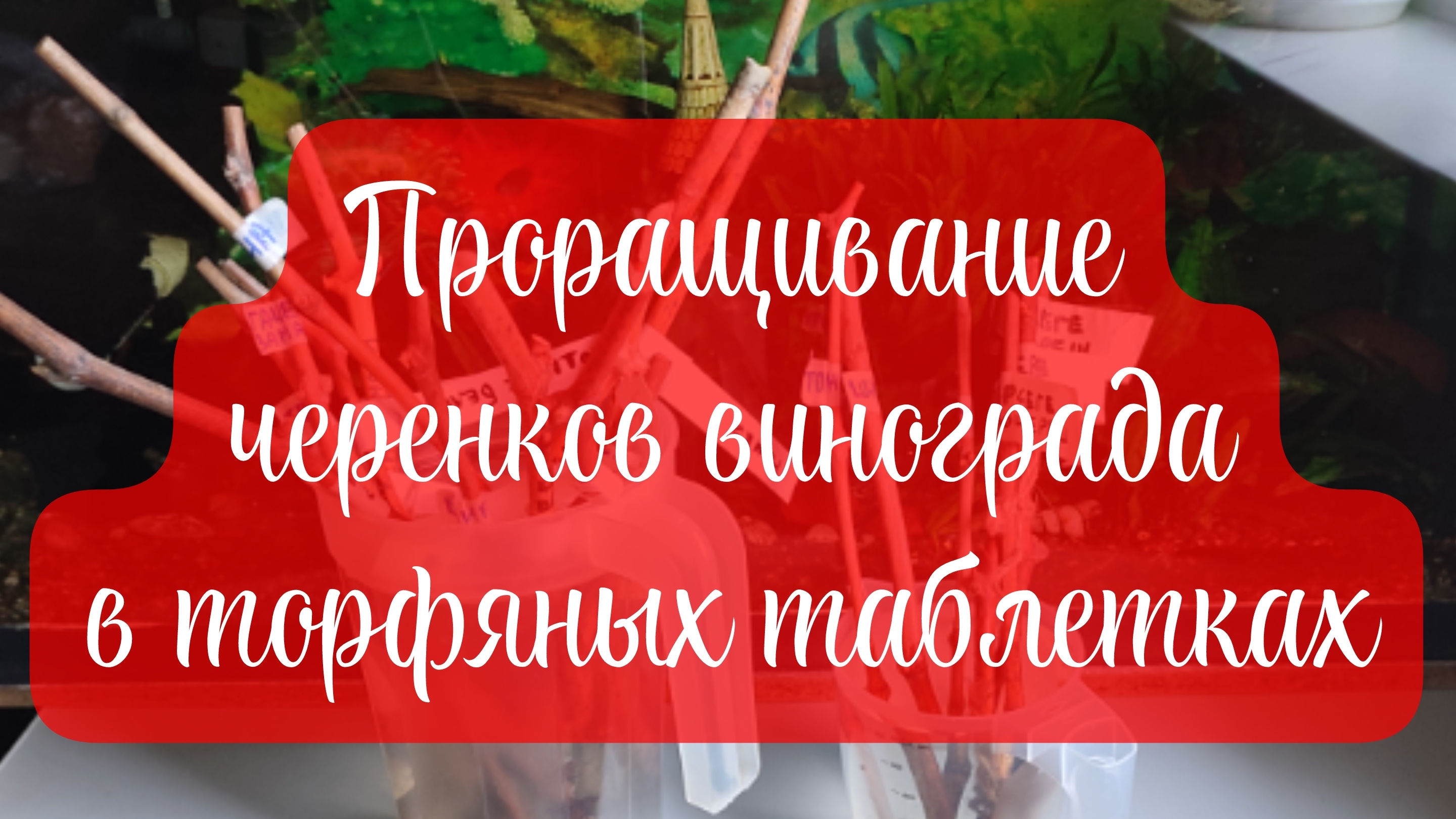 Проращивание черенков винограда в торфяных таблетках