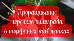 Проращивание черенков винограда в торфяных таблетках