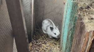 Спасение и возвращение кролика в семью #КроликоТерапия