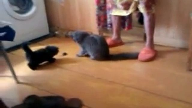 кошки мышки и бабуля.mp4 смотреть онлайн