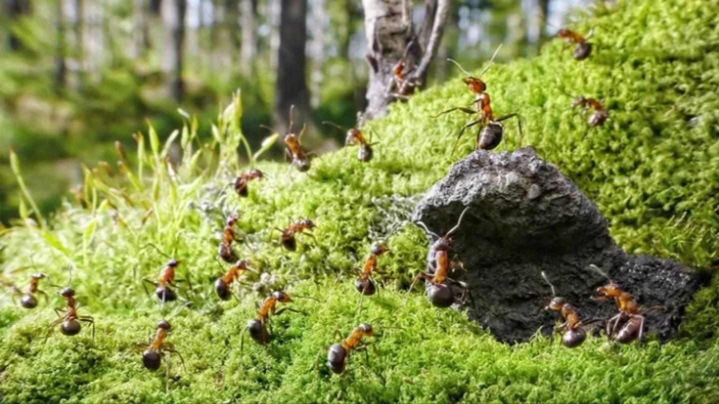 The ants 🐜 10
