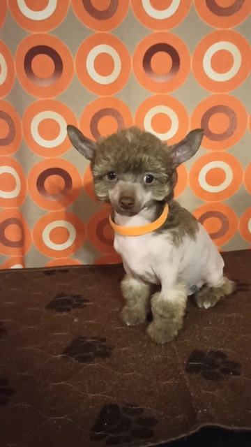 Малыш китайской хохлатой собаки. Предлагается. т. 8-9296346176( WatsApp) смотреть онлайн