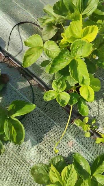 Сорт клубники " Надя" смотреть онлайн