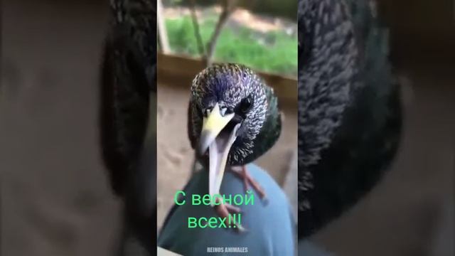 VID-20250325-WA0034.mp4 смотреть онлайн